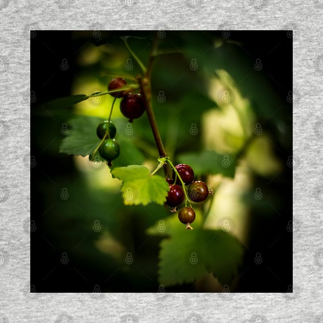 Blackcurrant Berries by axp7884